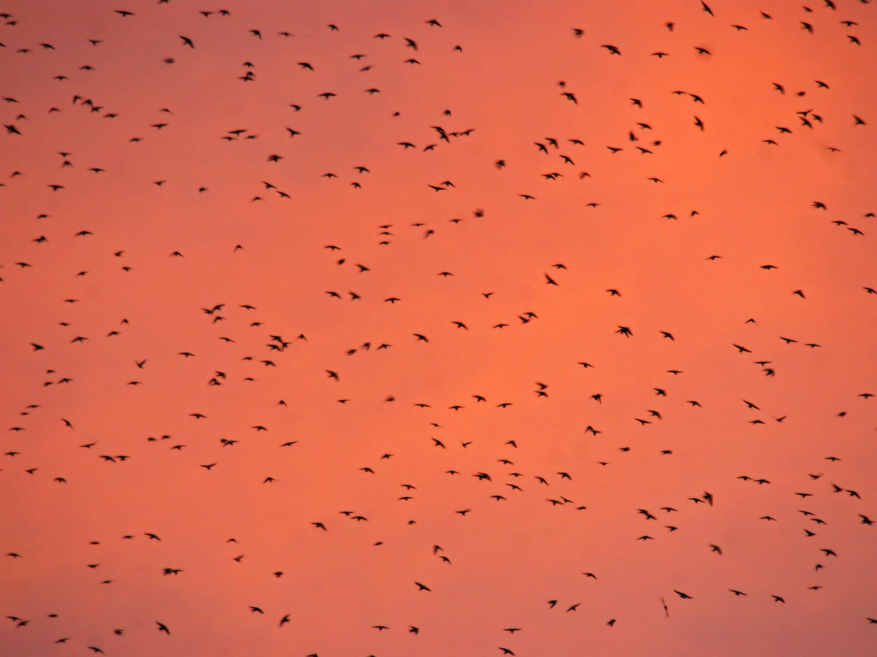 Migrating barn swallows
