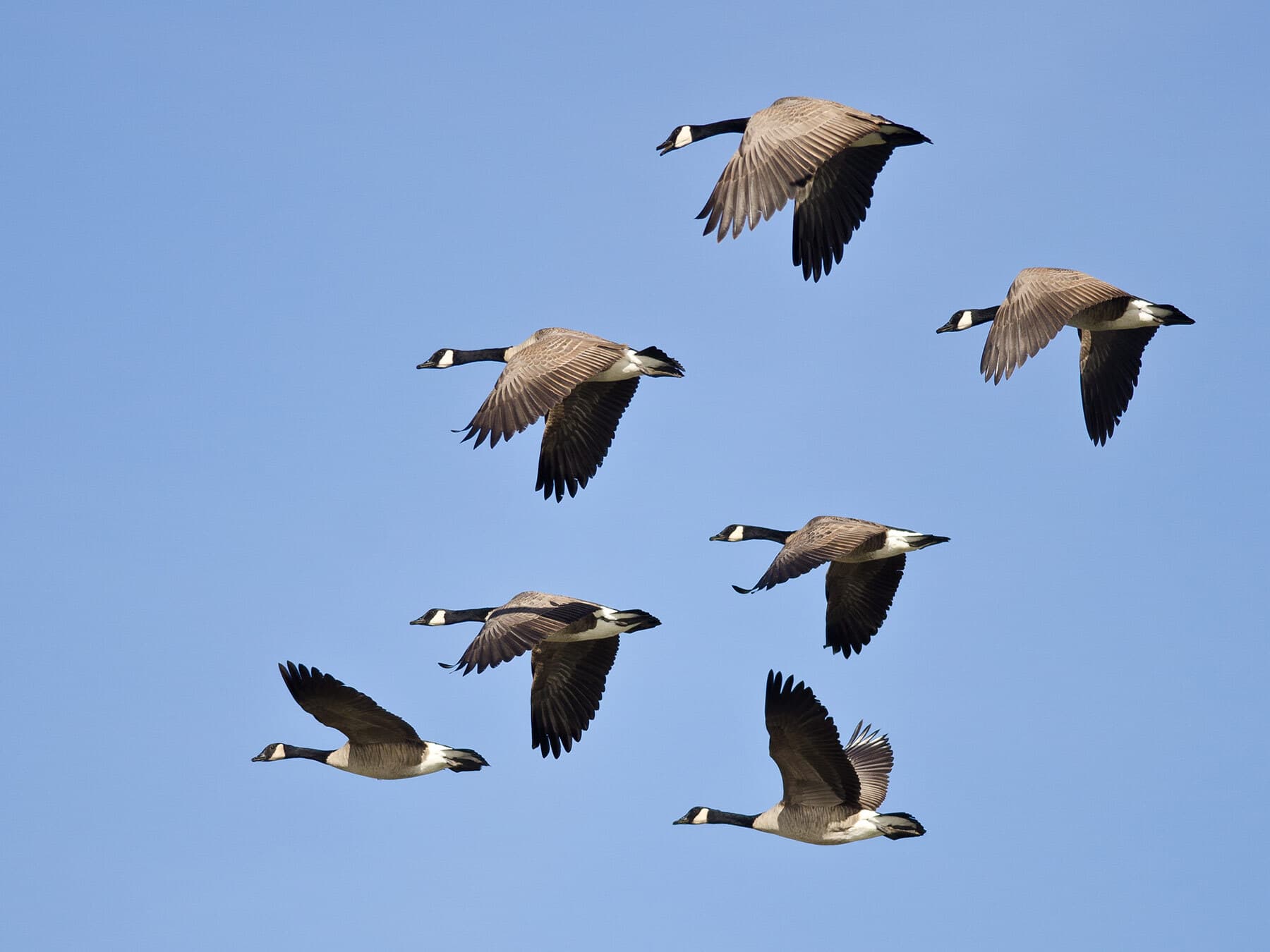Migrating canada goose flock