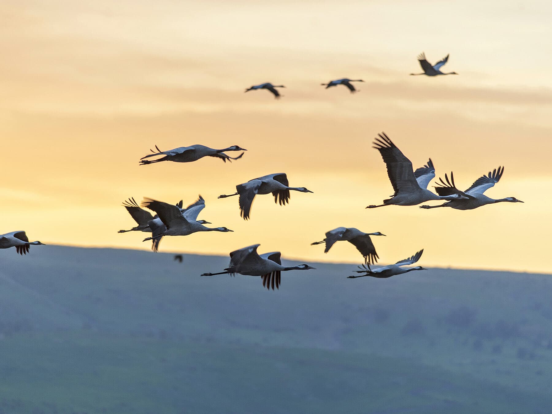 Migrating crane flock