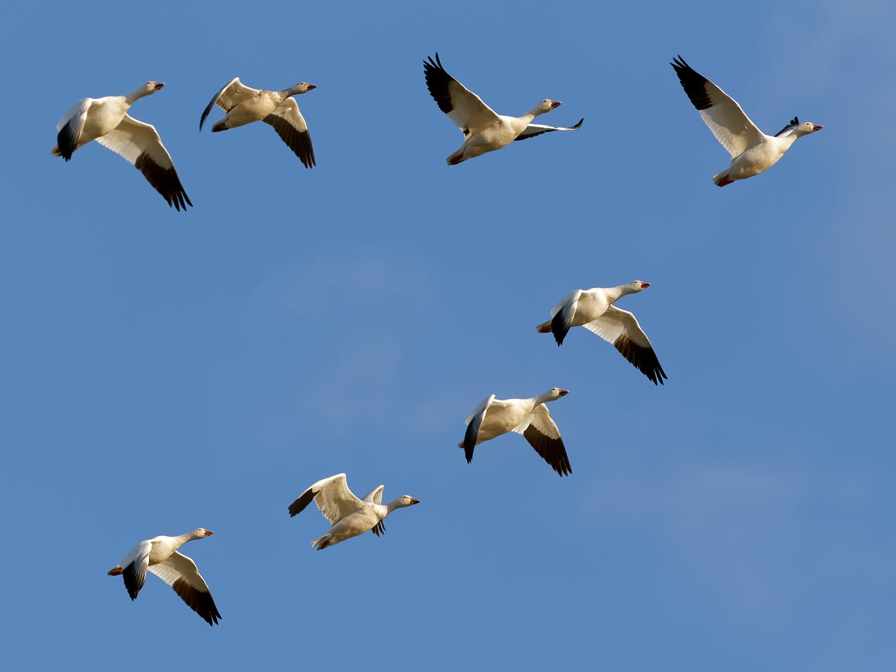 Migrating snow geese in flight