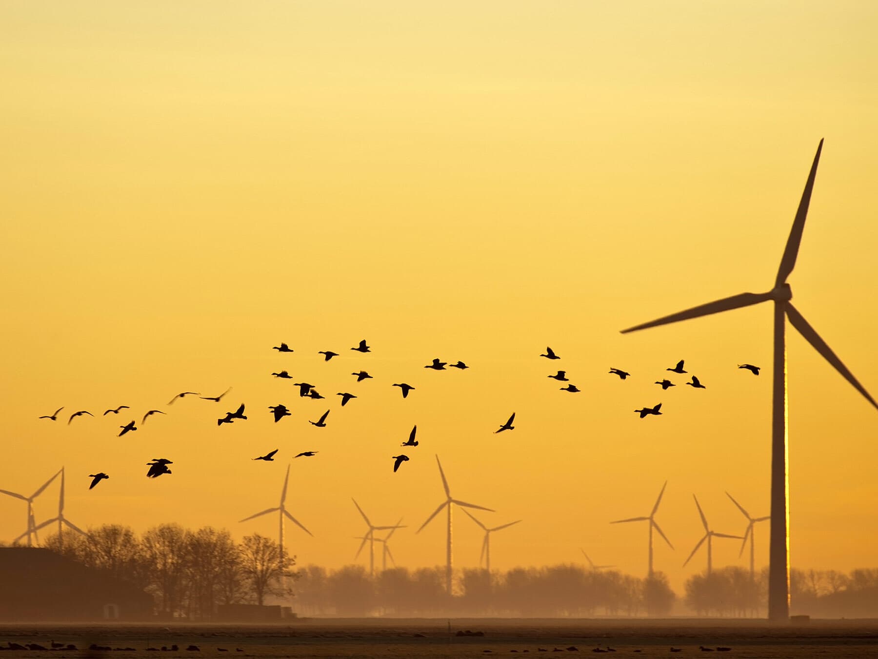 Migratory geese wind turbine
