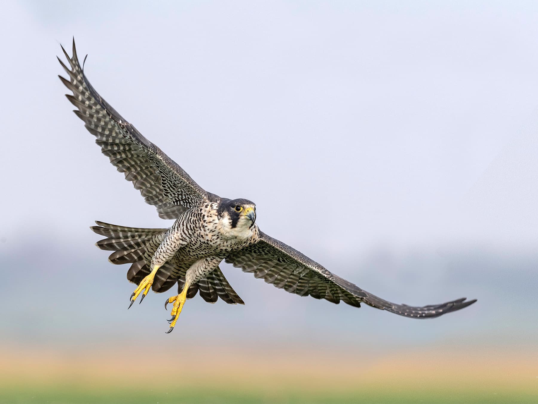 Migratory Routes and Patterns