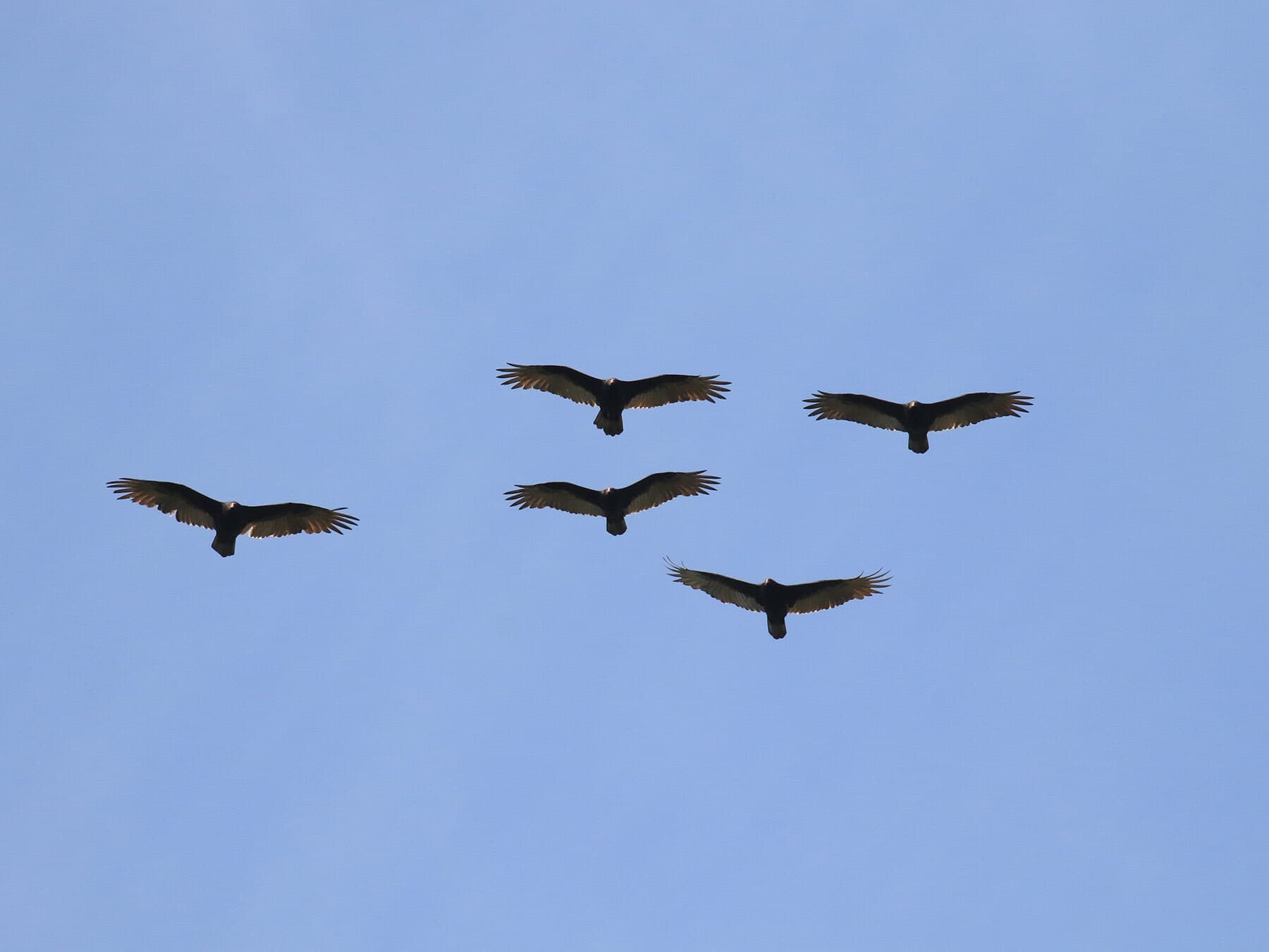 Migratory turkey vultures