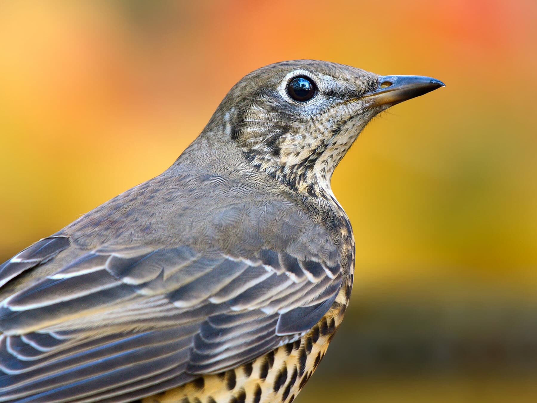 A Mistle Thrush close up: cold grey-brown back, pale-edged wing feathers and heavy black spots