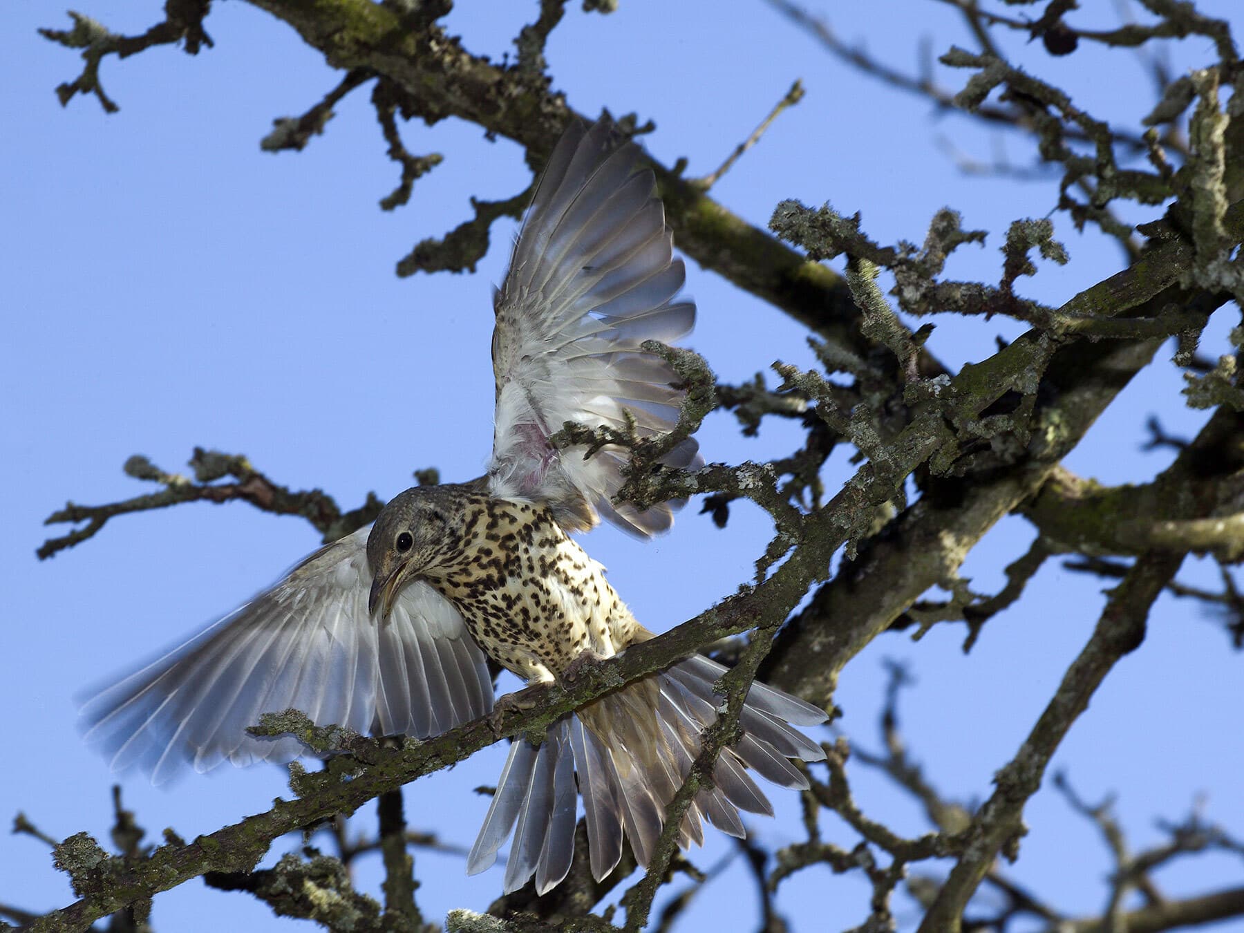 A Mistle Thrush with its wings open, showing the pale underwing