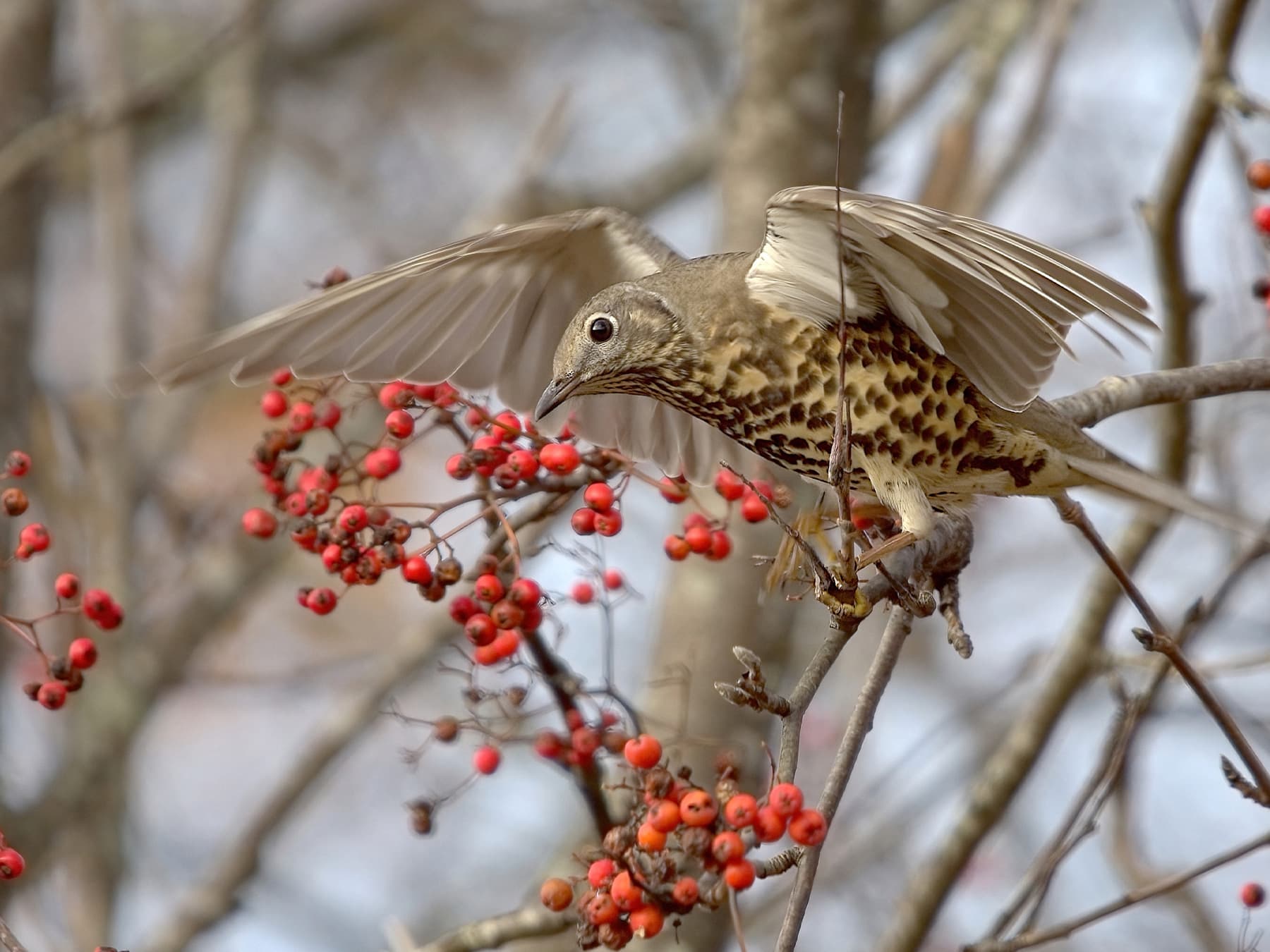 A Mistle Thrush in a rowan full of red berries, wings raised
