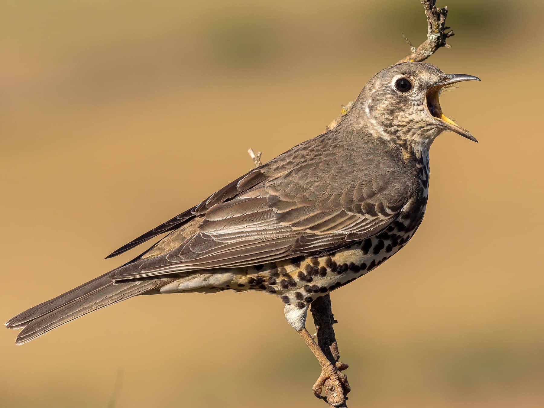 A Mistle Thrush on a thin twig with its bill wide open