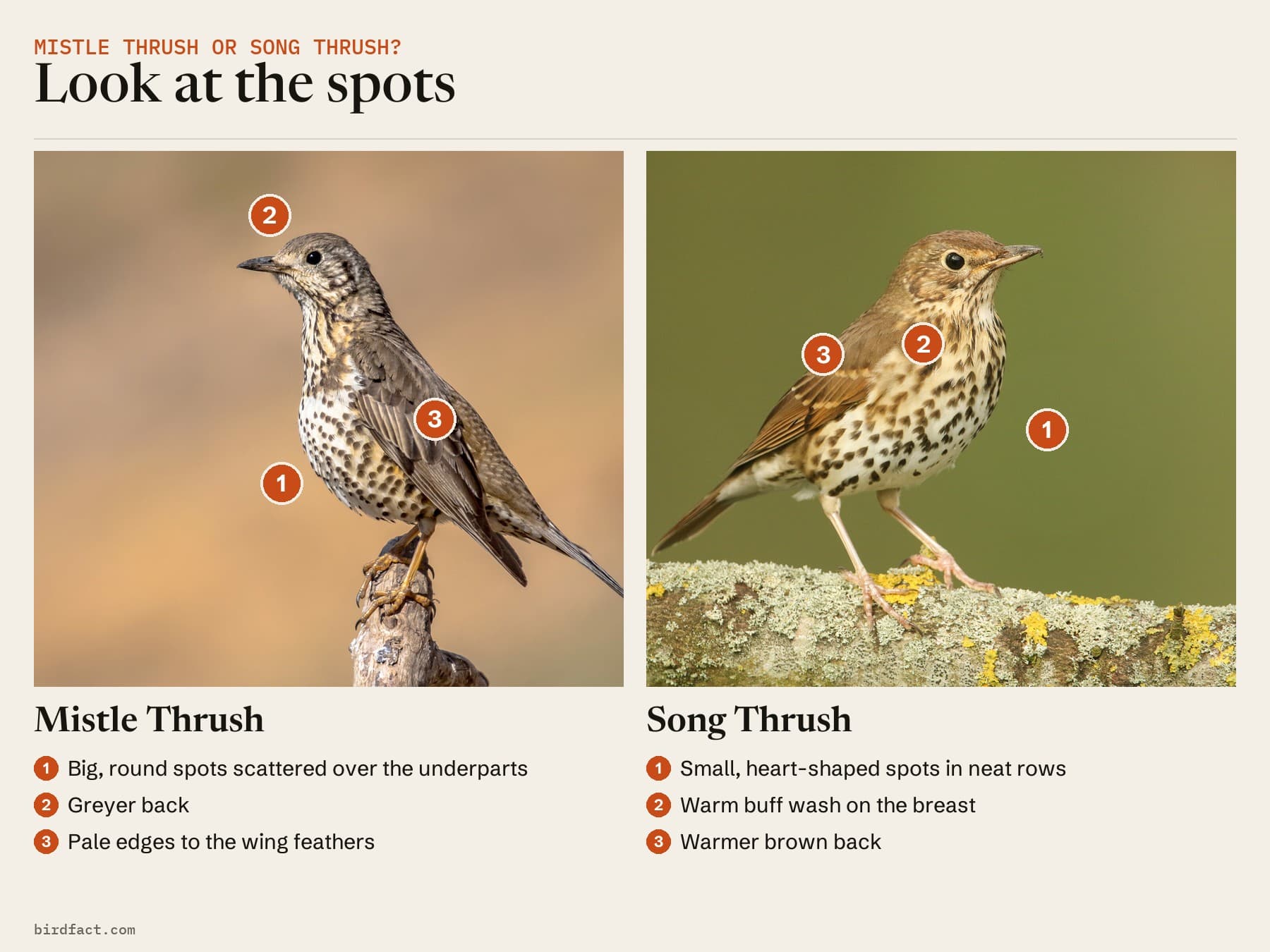 Comparison card, photos of a Mistle Thrush on the left and a Song Thrush on the right, headed 'Look at the spots'. Mistle Thrush: big, round spots scattered over the underparts; greyer back; pale edges to the wing feathers. Song Thrush: small, heart-shaped spots in neat rows; warm buff wash on the breast; warmer brown back.