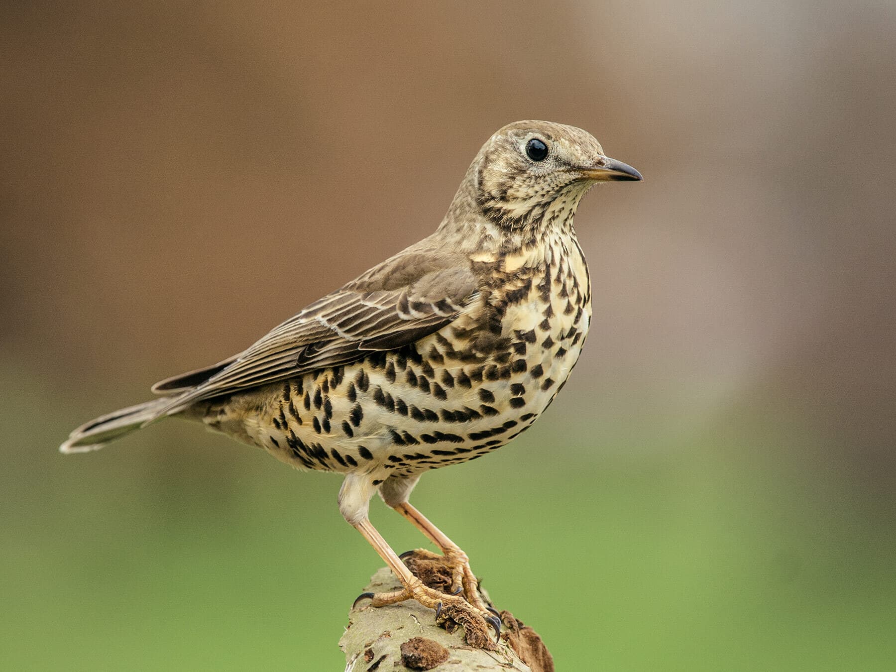 Mistle thrush uk