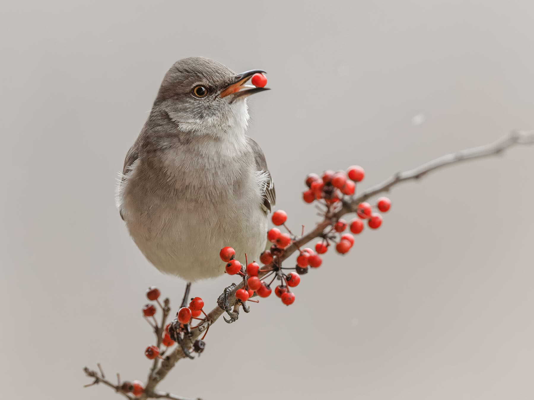 Mockingbird eating berries
