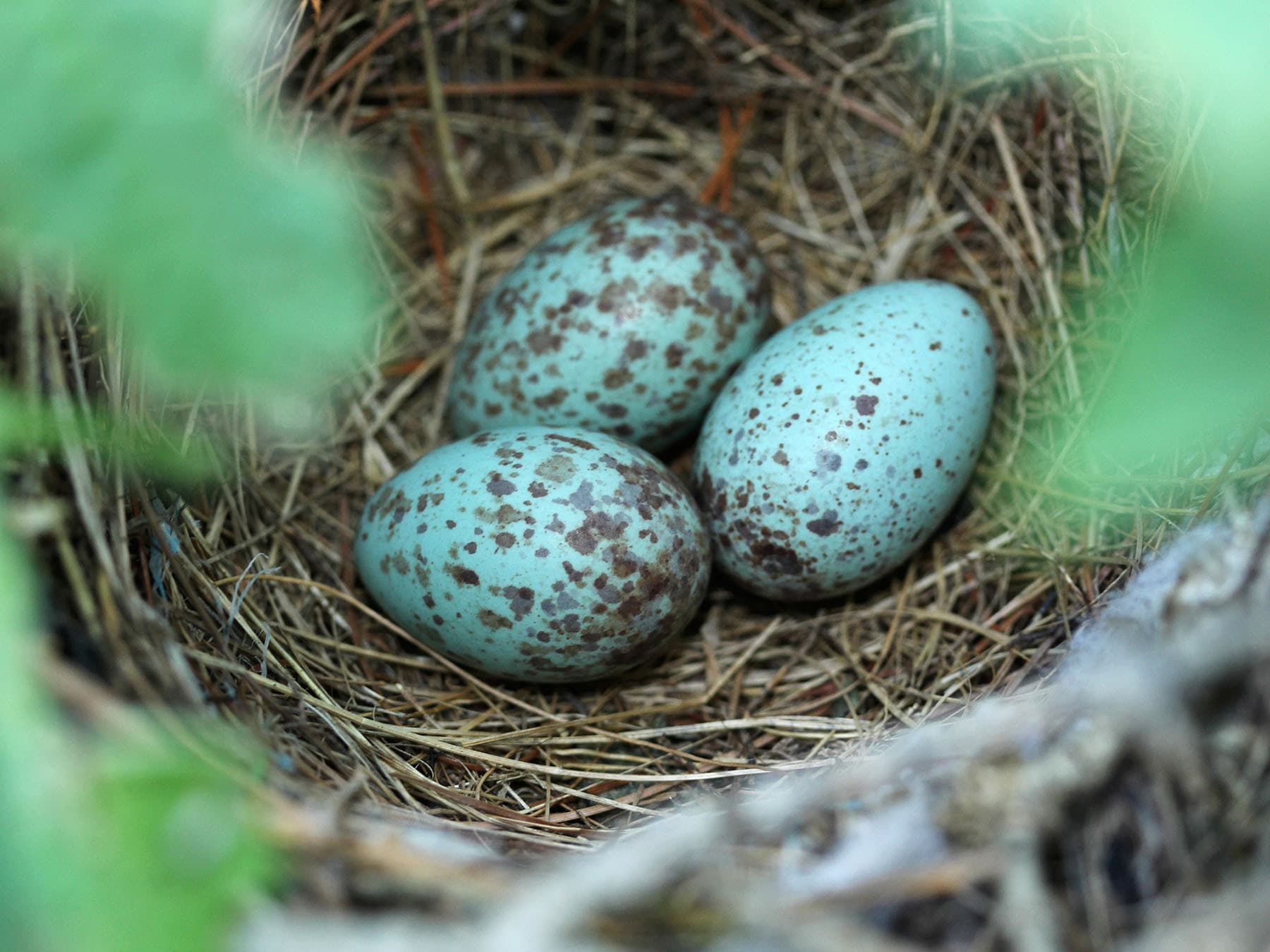 Mockingbird eggs