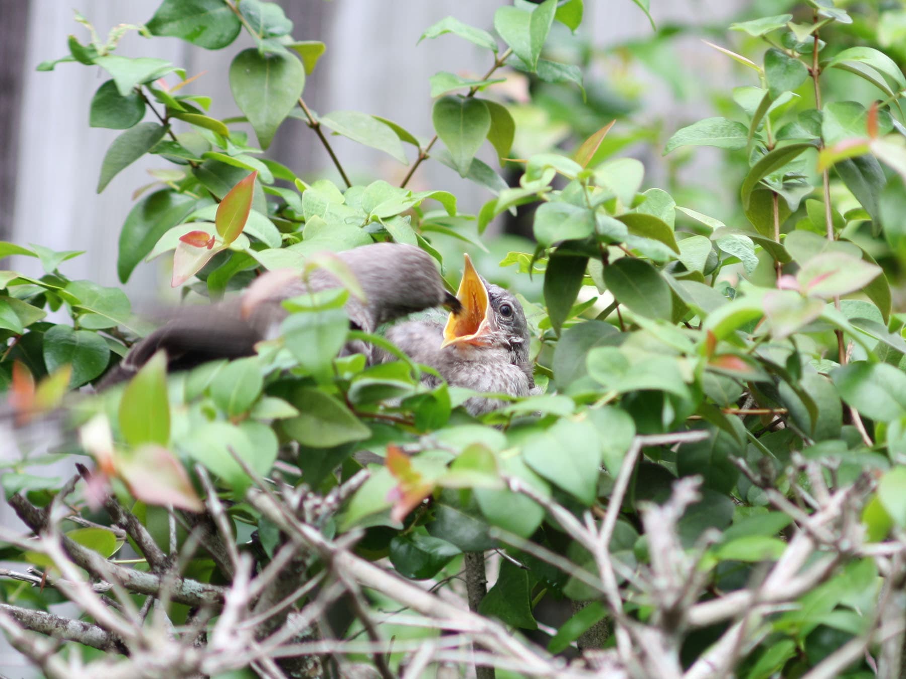 Mockingbird feeding chick