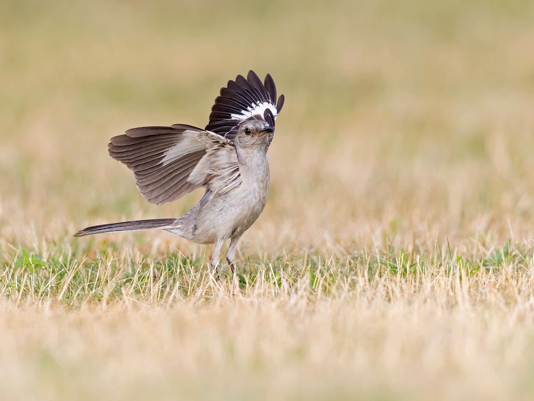 Mockingbird foraging