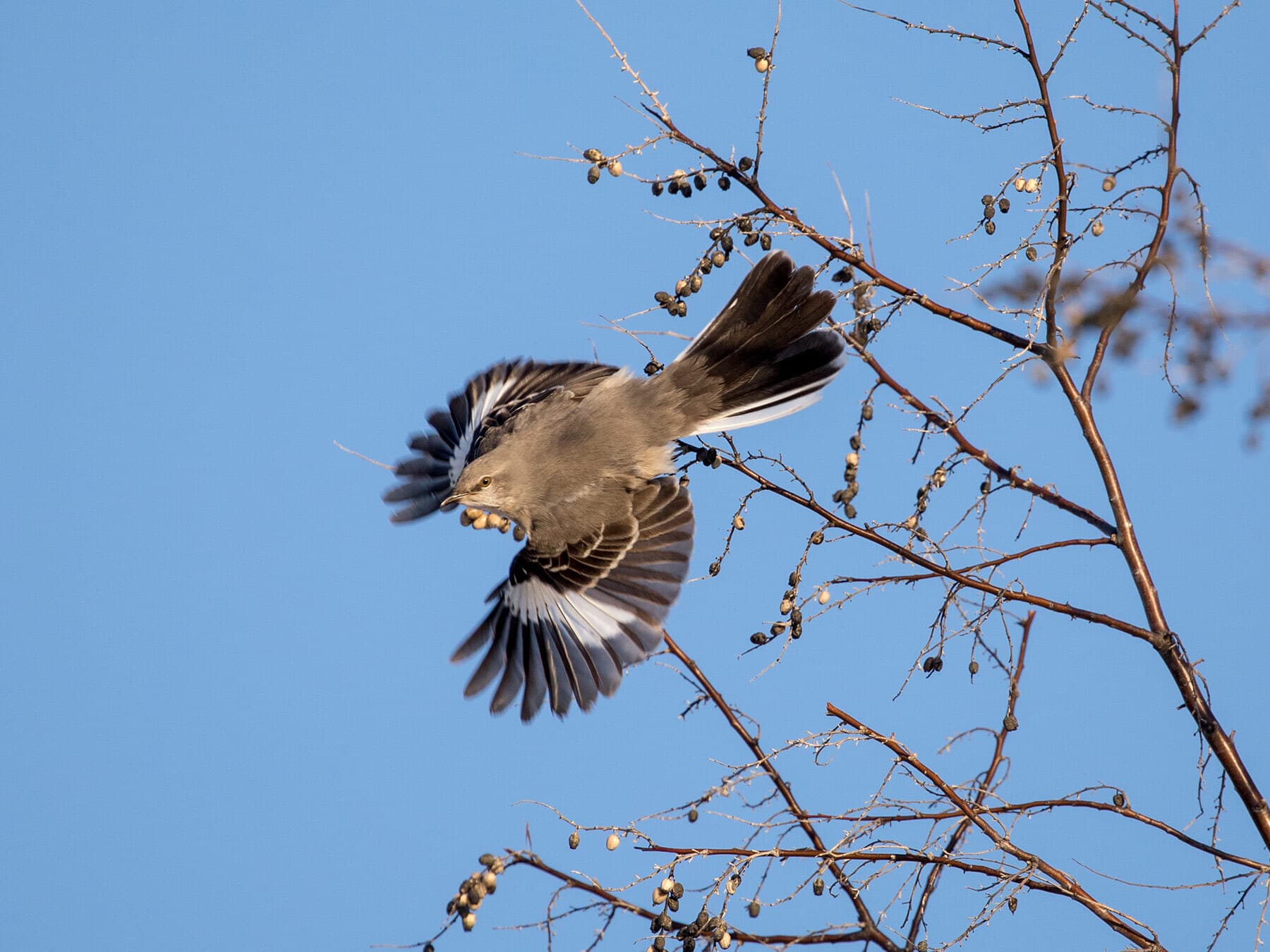 Mockingbird in flight