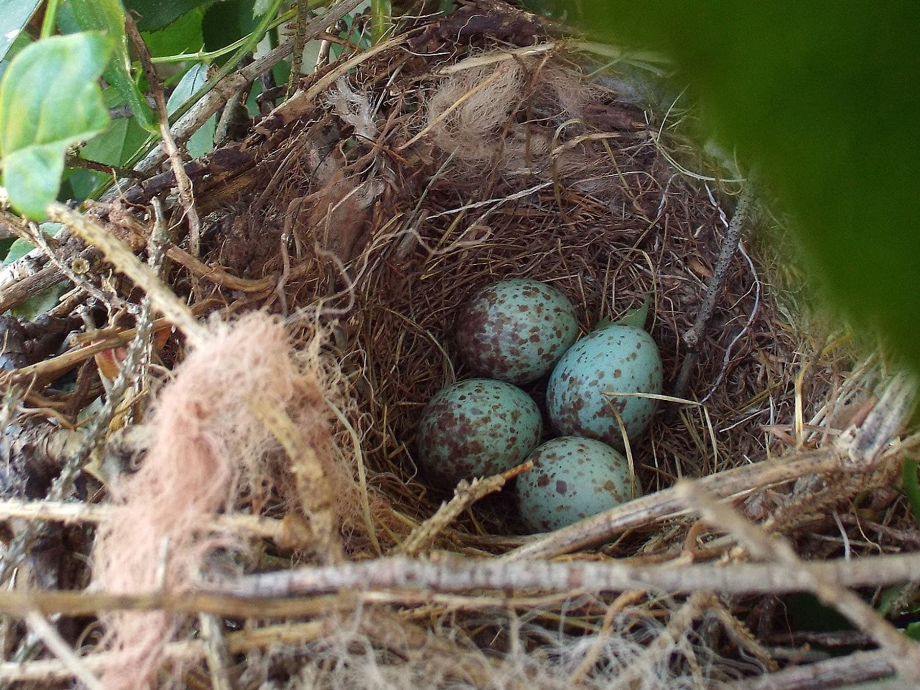 Mockingbird nest inside
