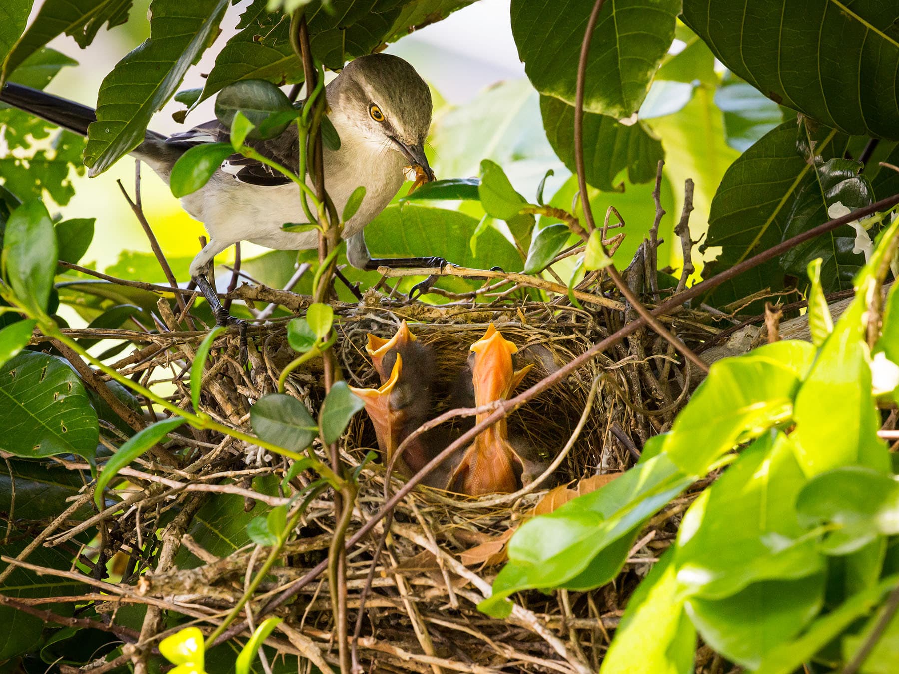 Mockingbird nest