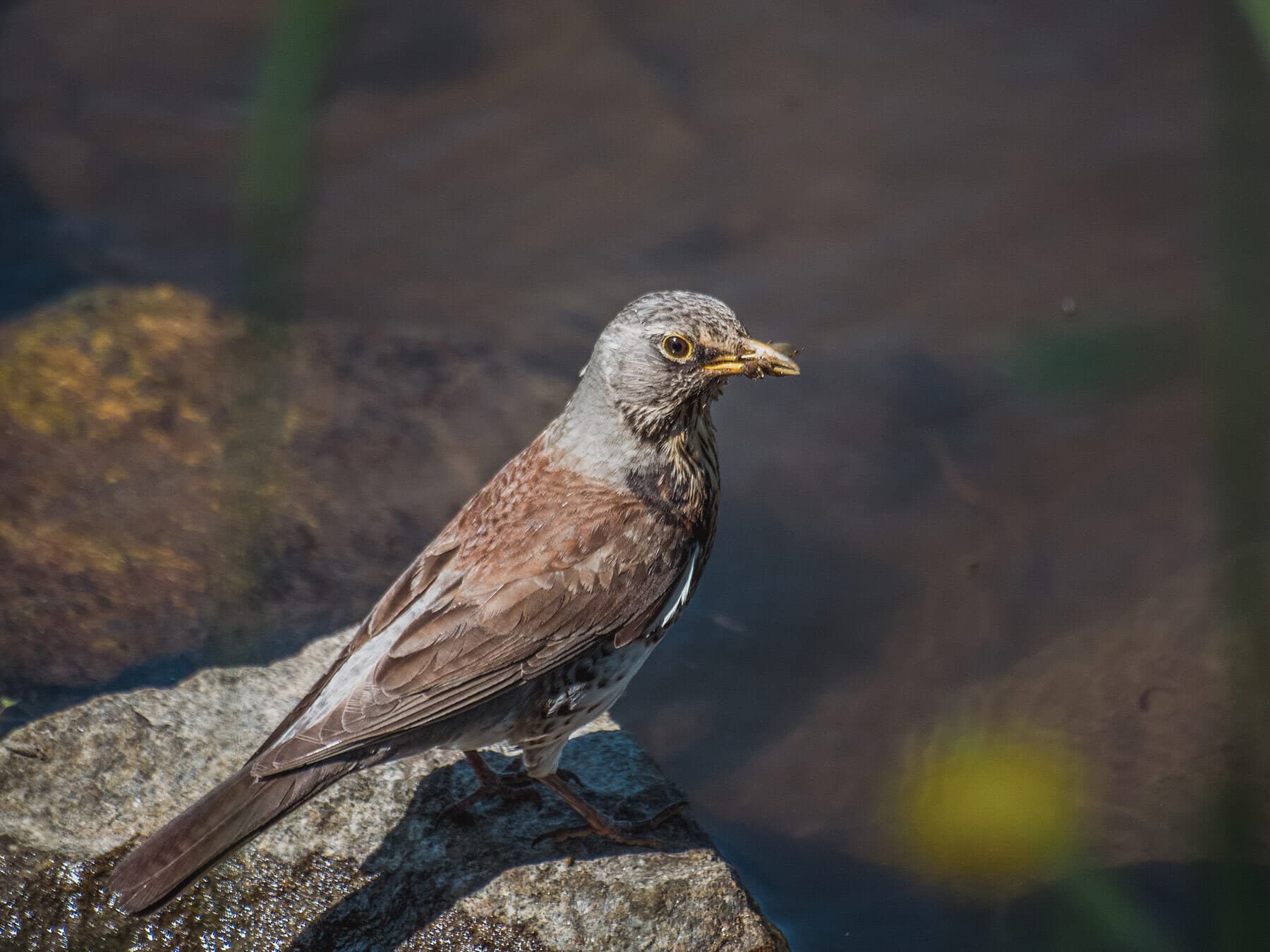 Mockingbird with insect