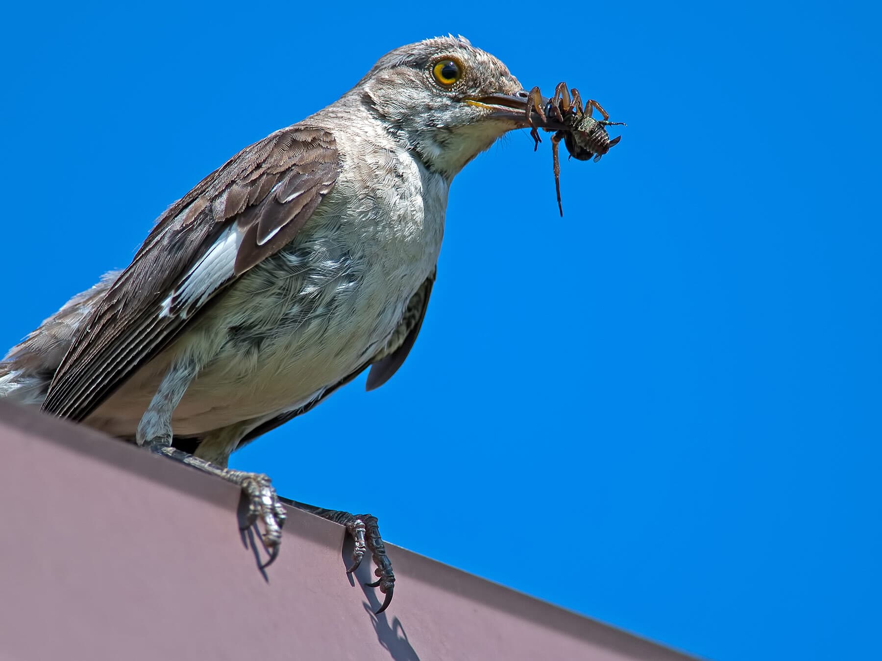 Mockingbird with spider