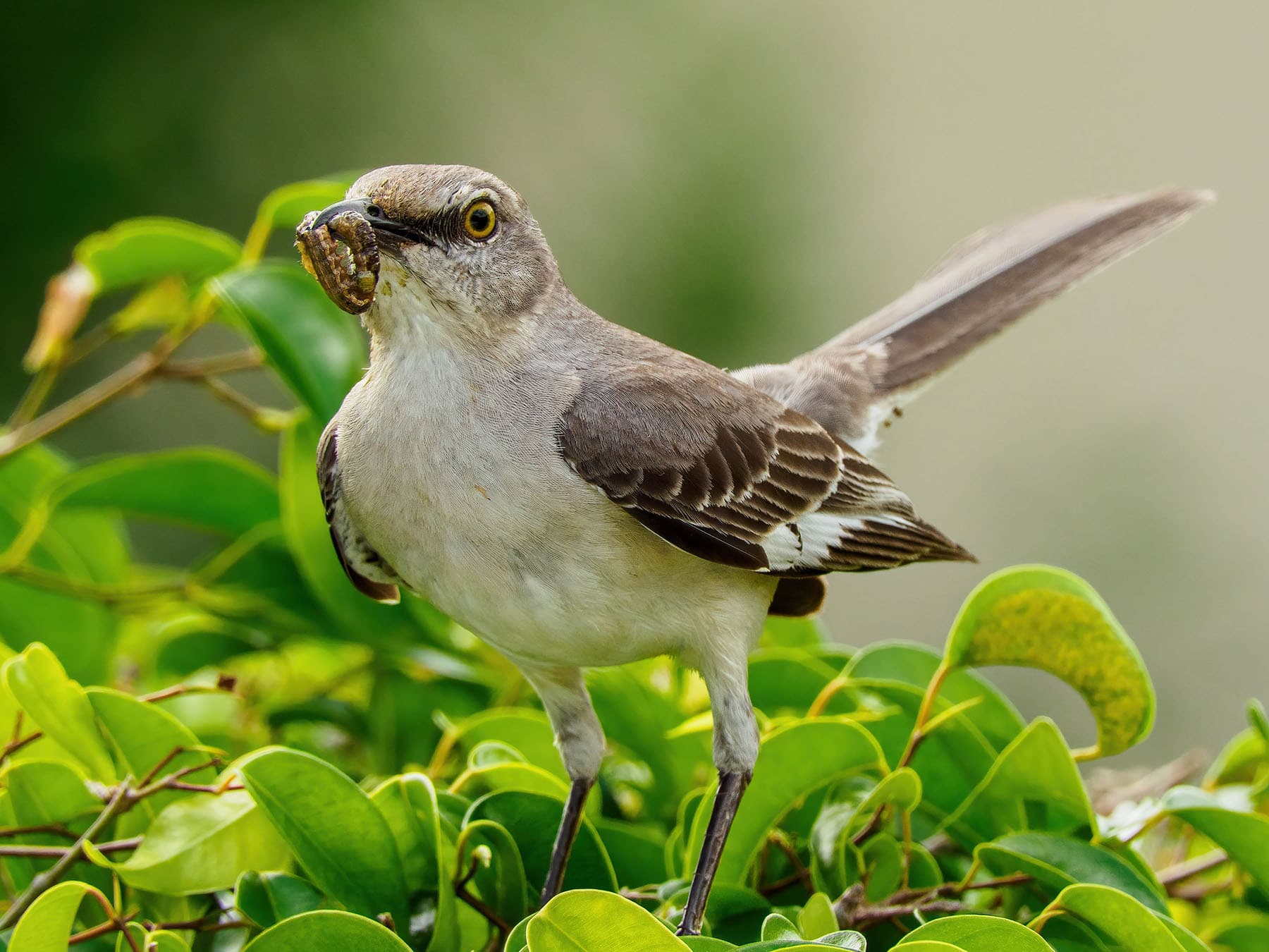 Mockingbird with worm