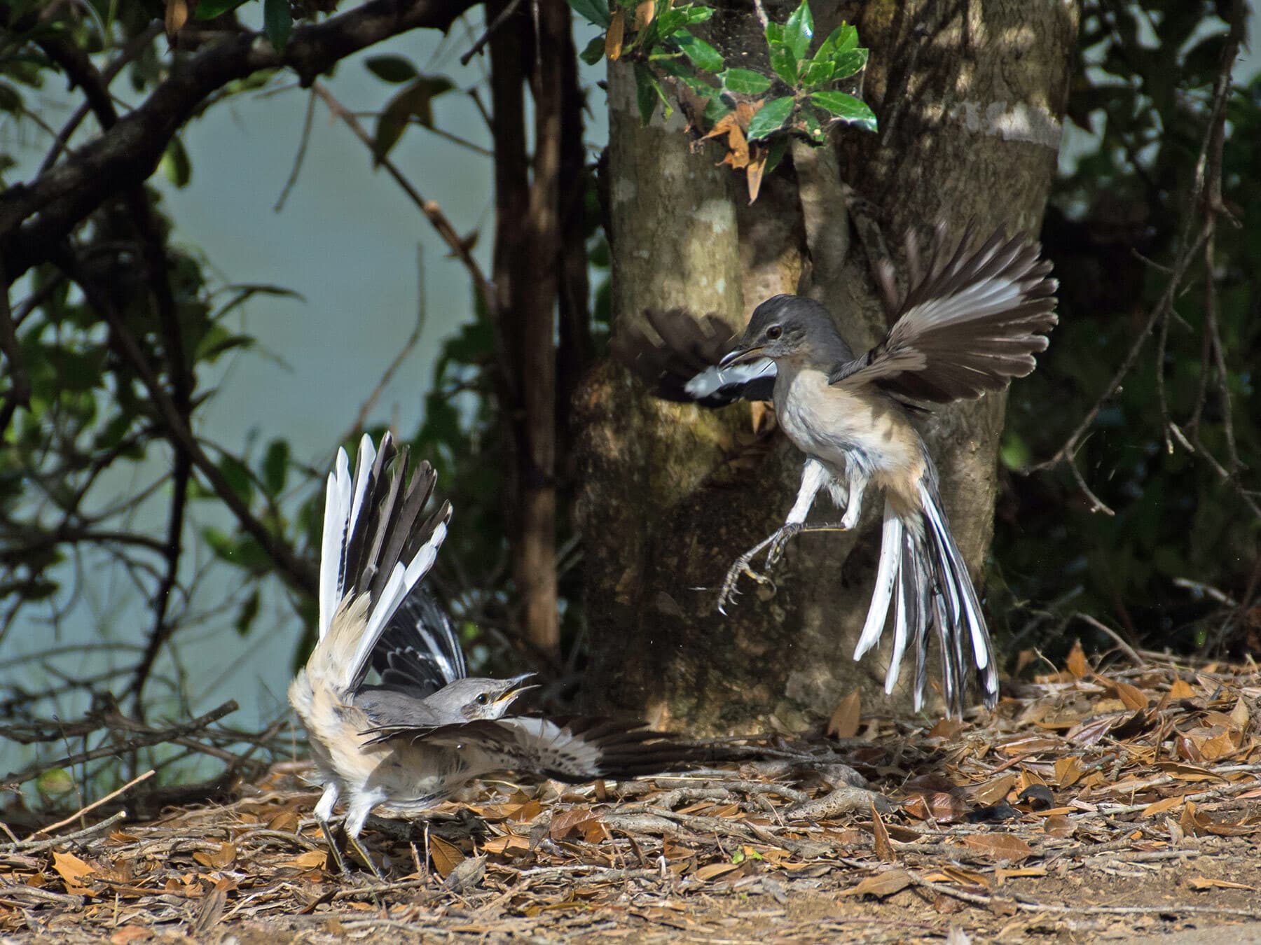 Mockingbirds fighting over teritory