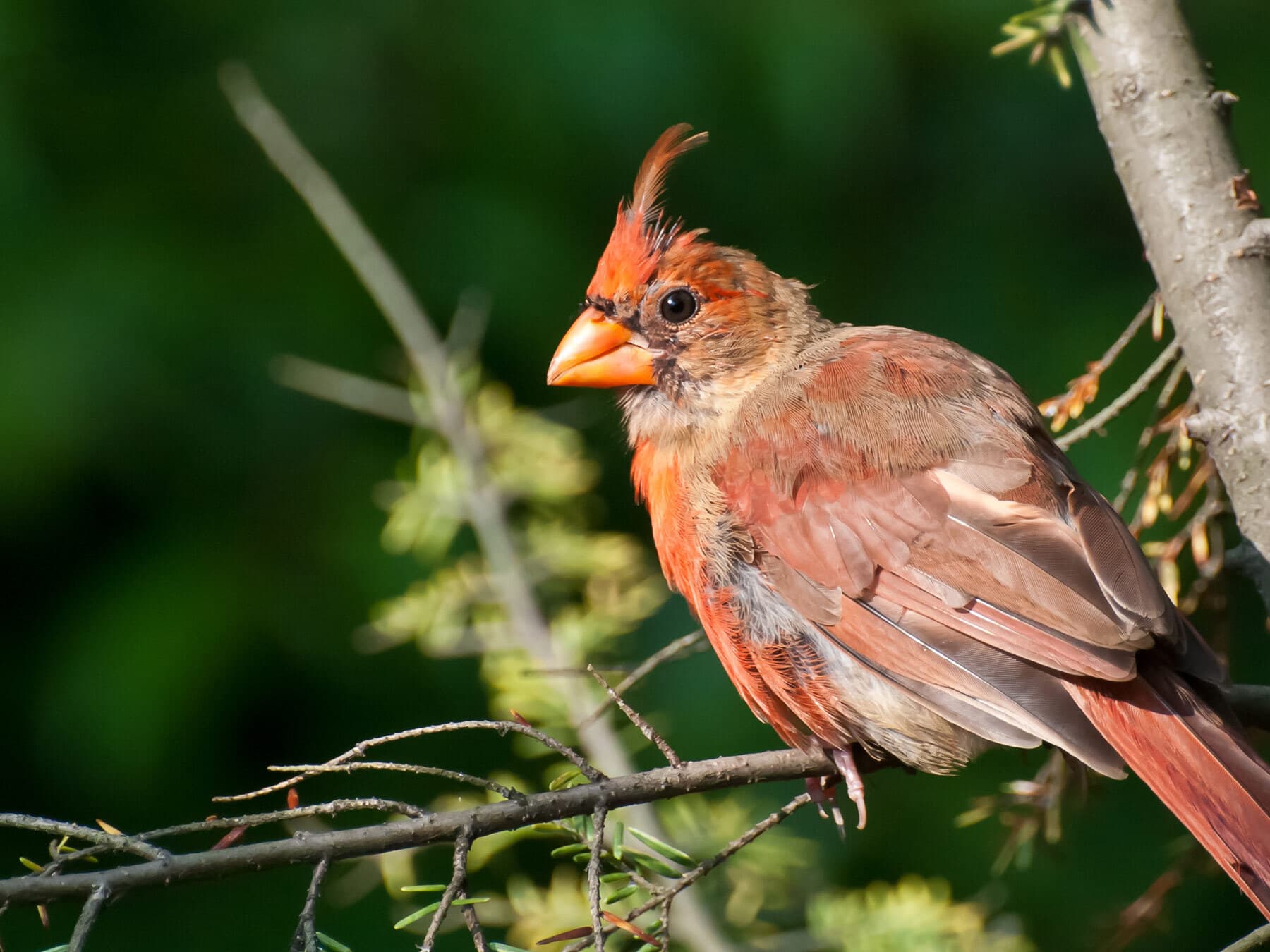 Molt In Birds: A Complete Guide