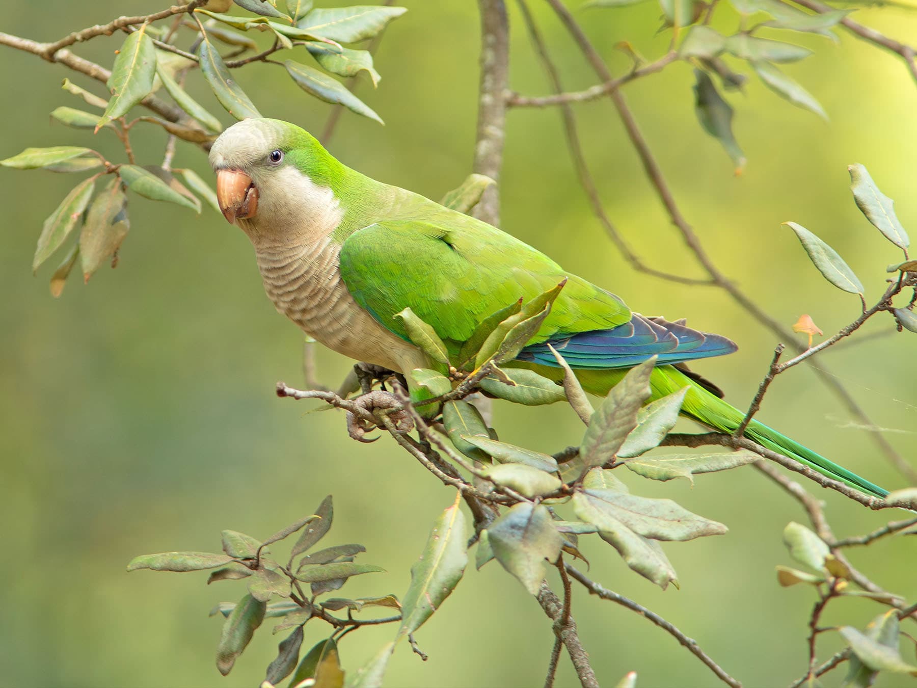 Monk Parakeet