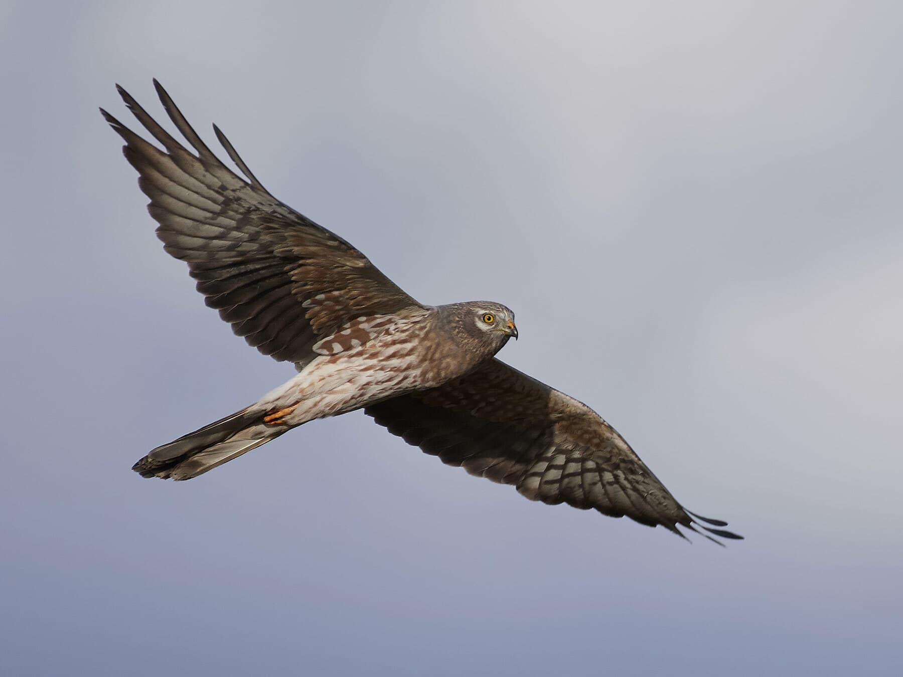 Montagu's Harrier