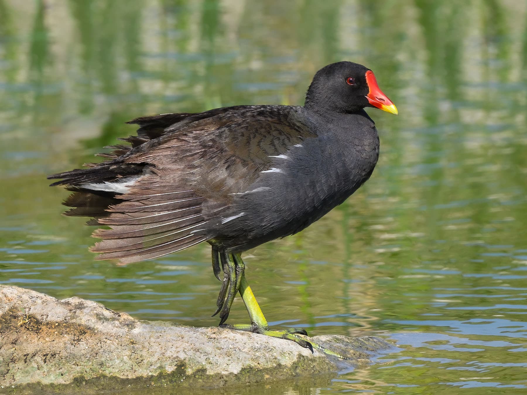 Moorhen close up