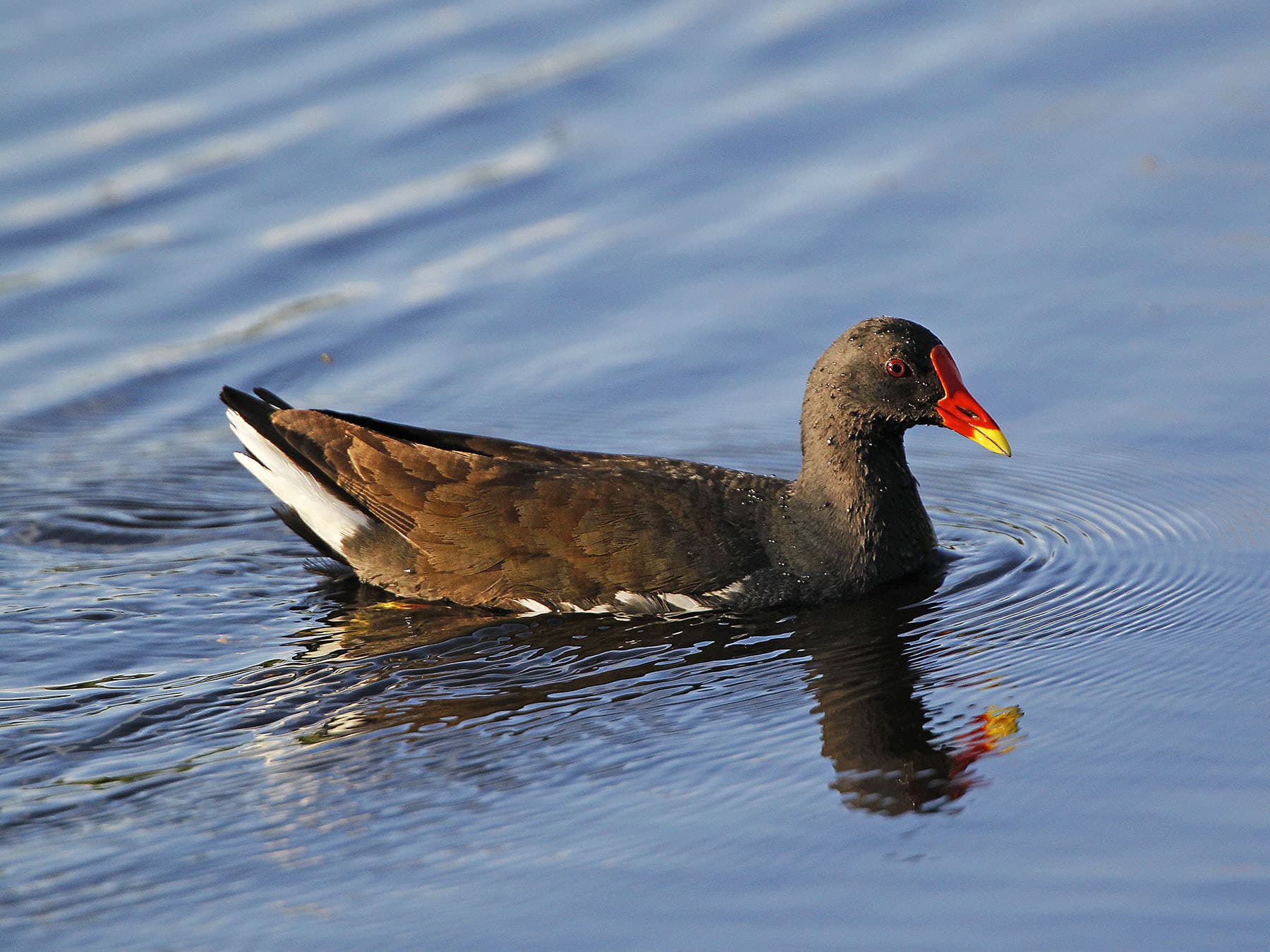 Moorhen female