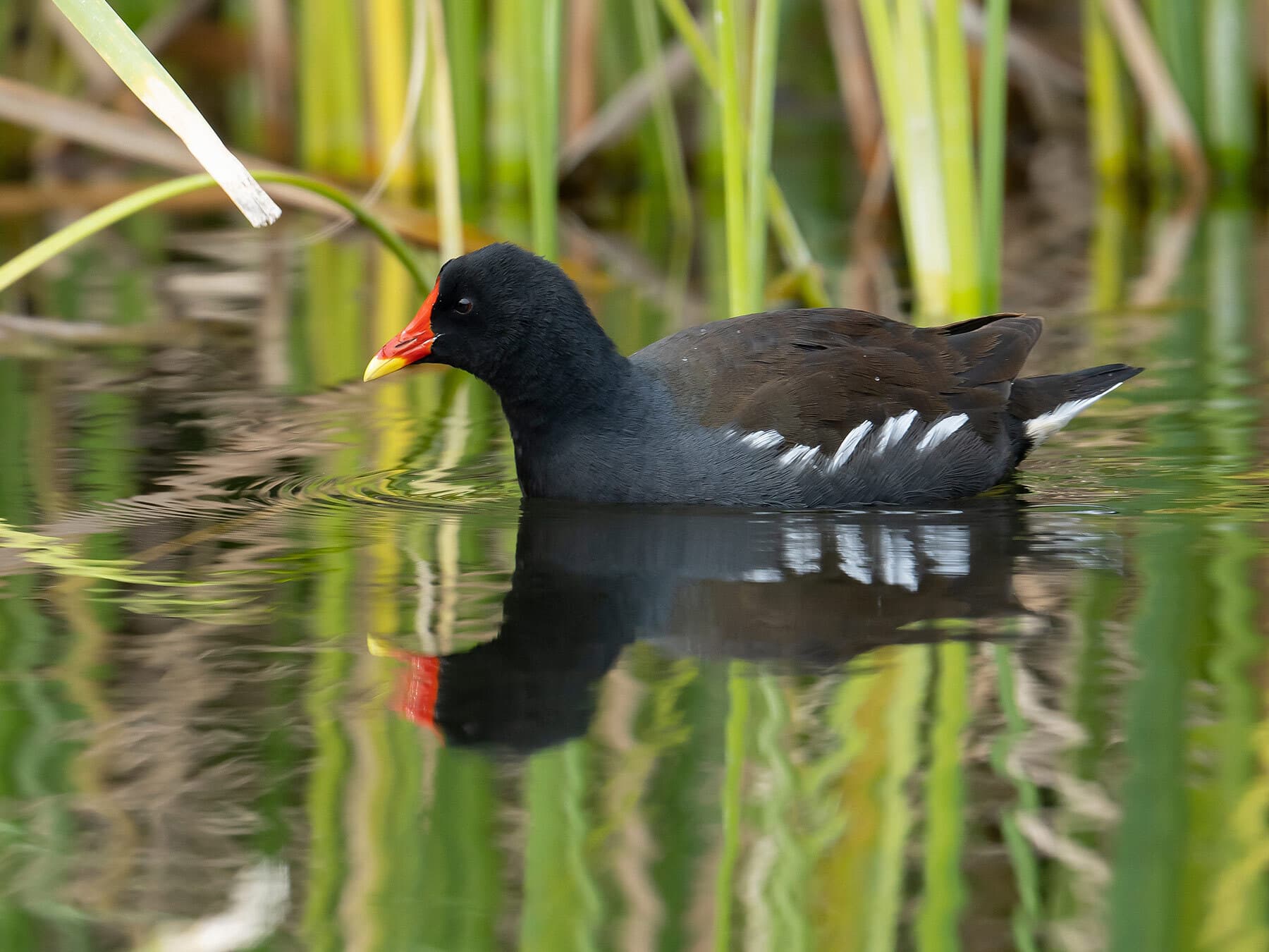 Moorhen swimming