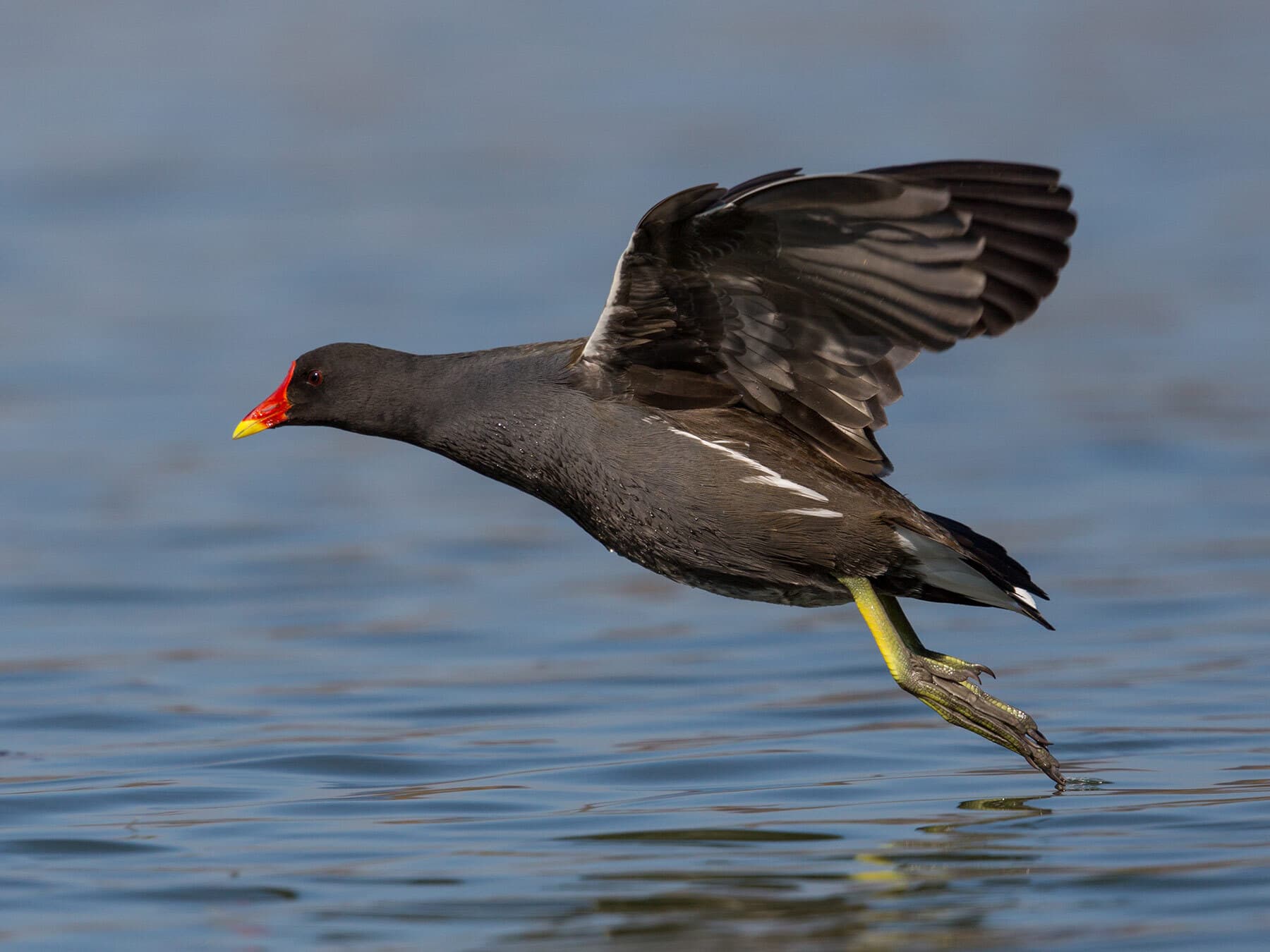 Moorhen taking off
