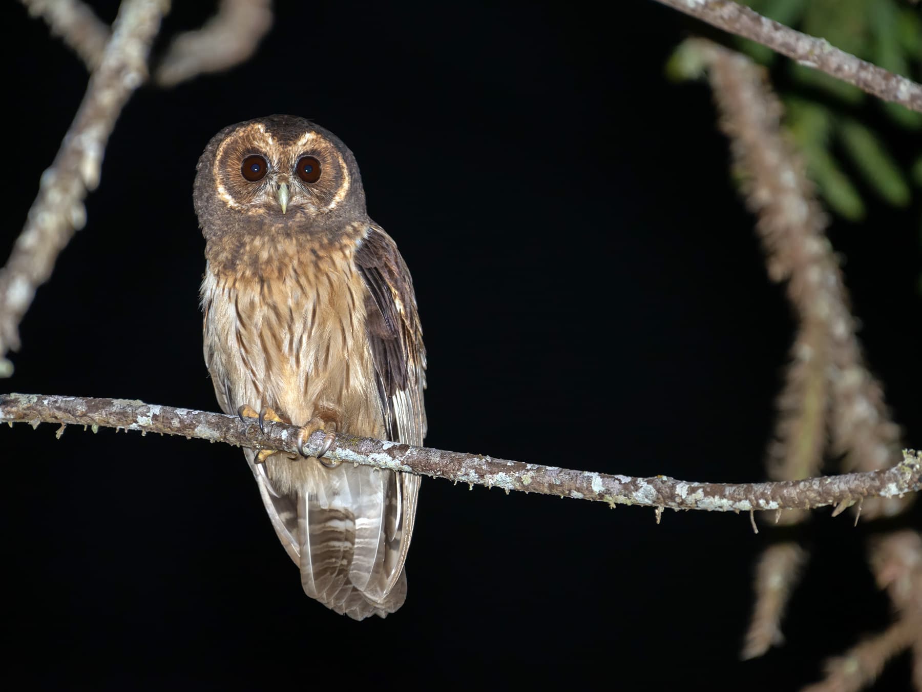 Mottled Owl