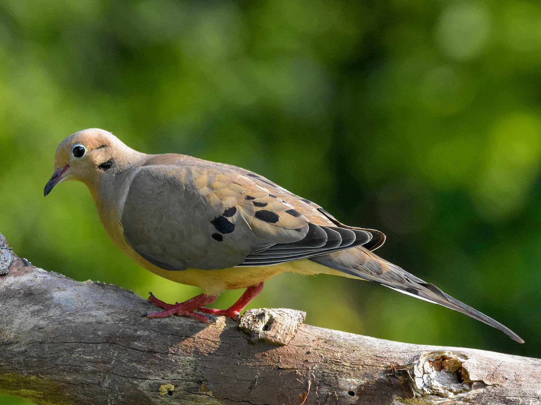 A Mourning Dove on a branch: soft brown, with black wing spots, a long pointed tail and pinkish-red legs