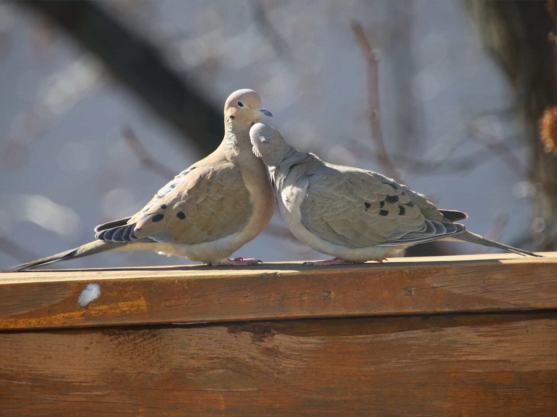 Two Mourning Doves side by side on a wooden rail, one pressing its head against the other's neck
