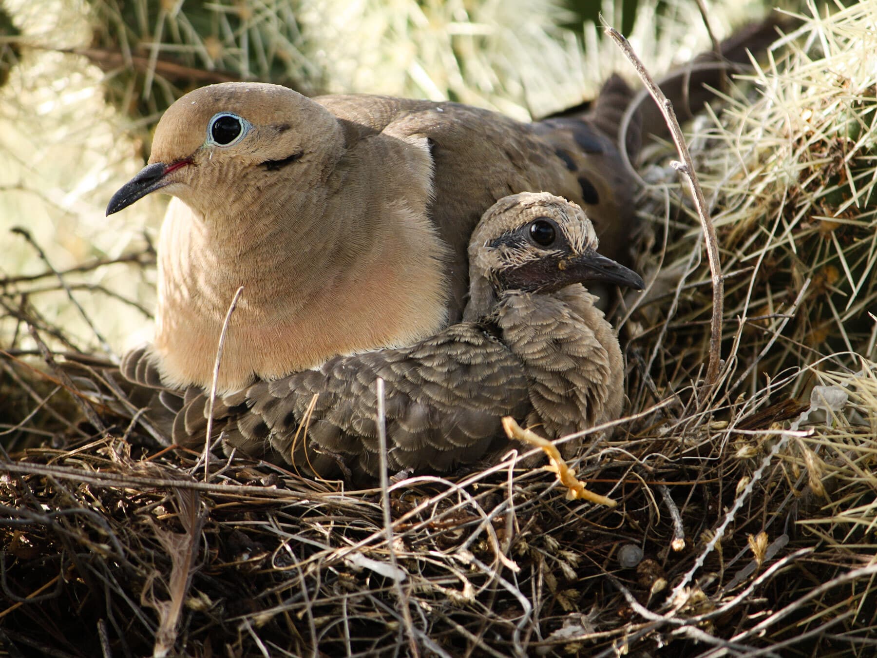 Mourning dove chick