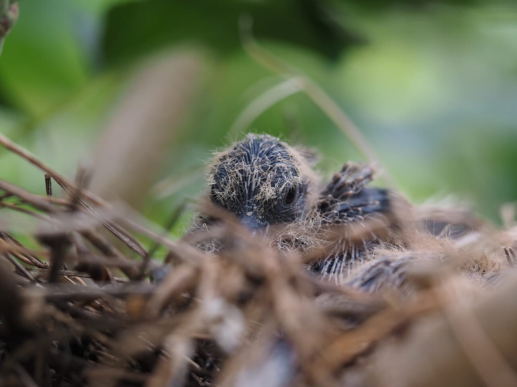 Mourning dove chick