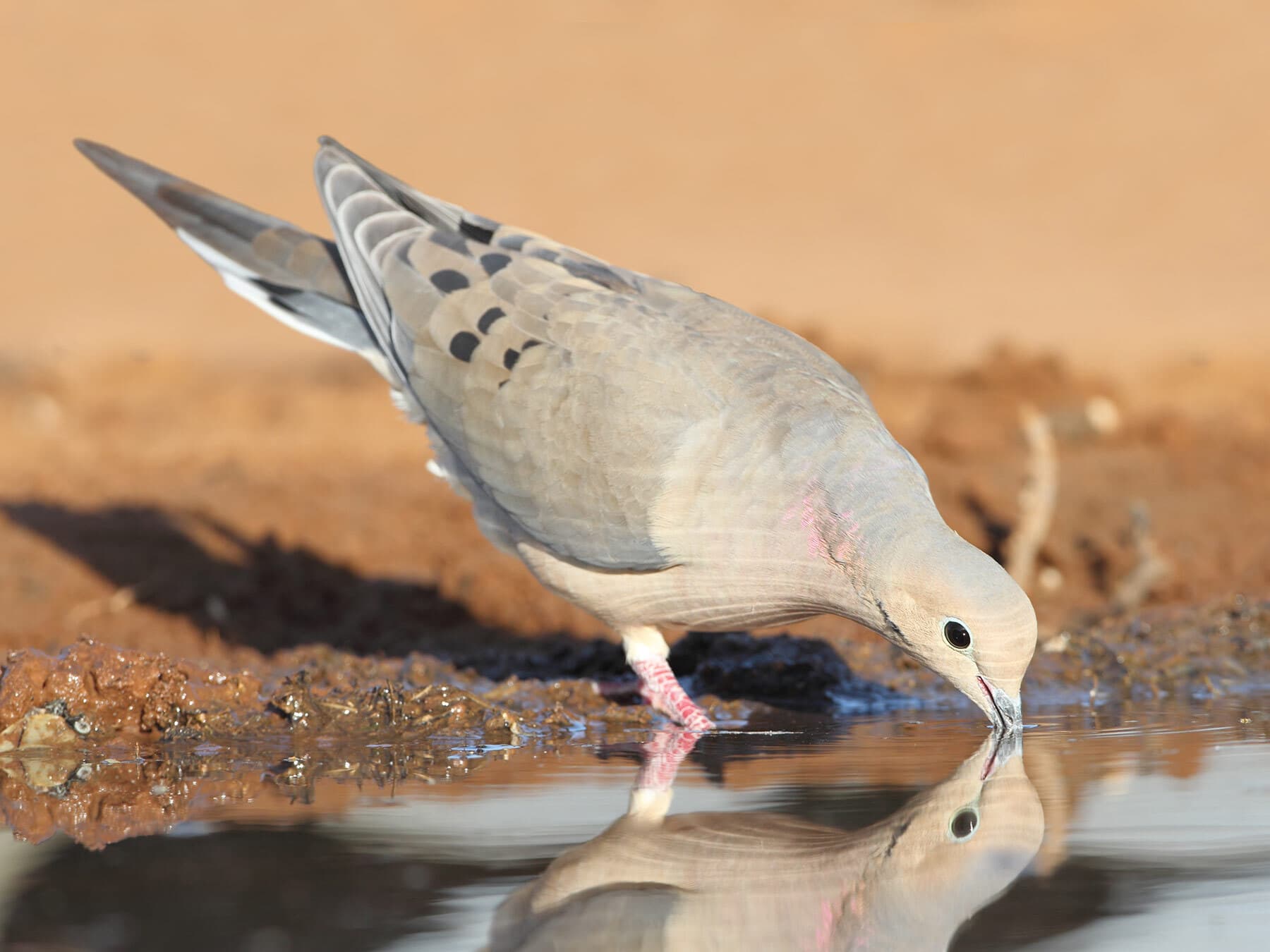 A Mourning Dove drinking at the edge of a pool, bill in the water