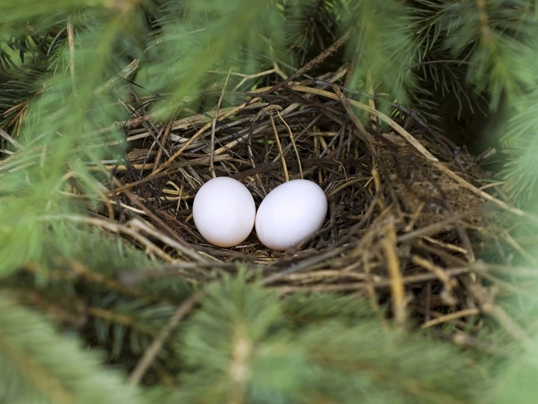 Mourning dove eggs