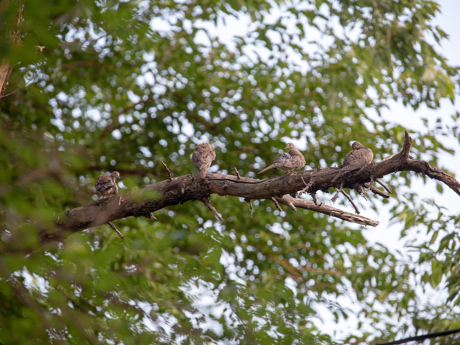 Mourning dove flock