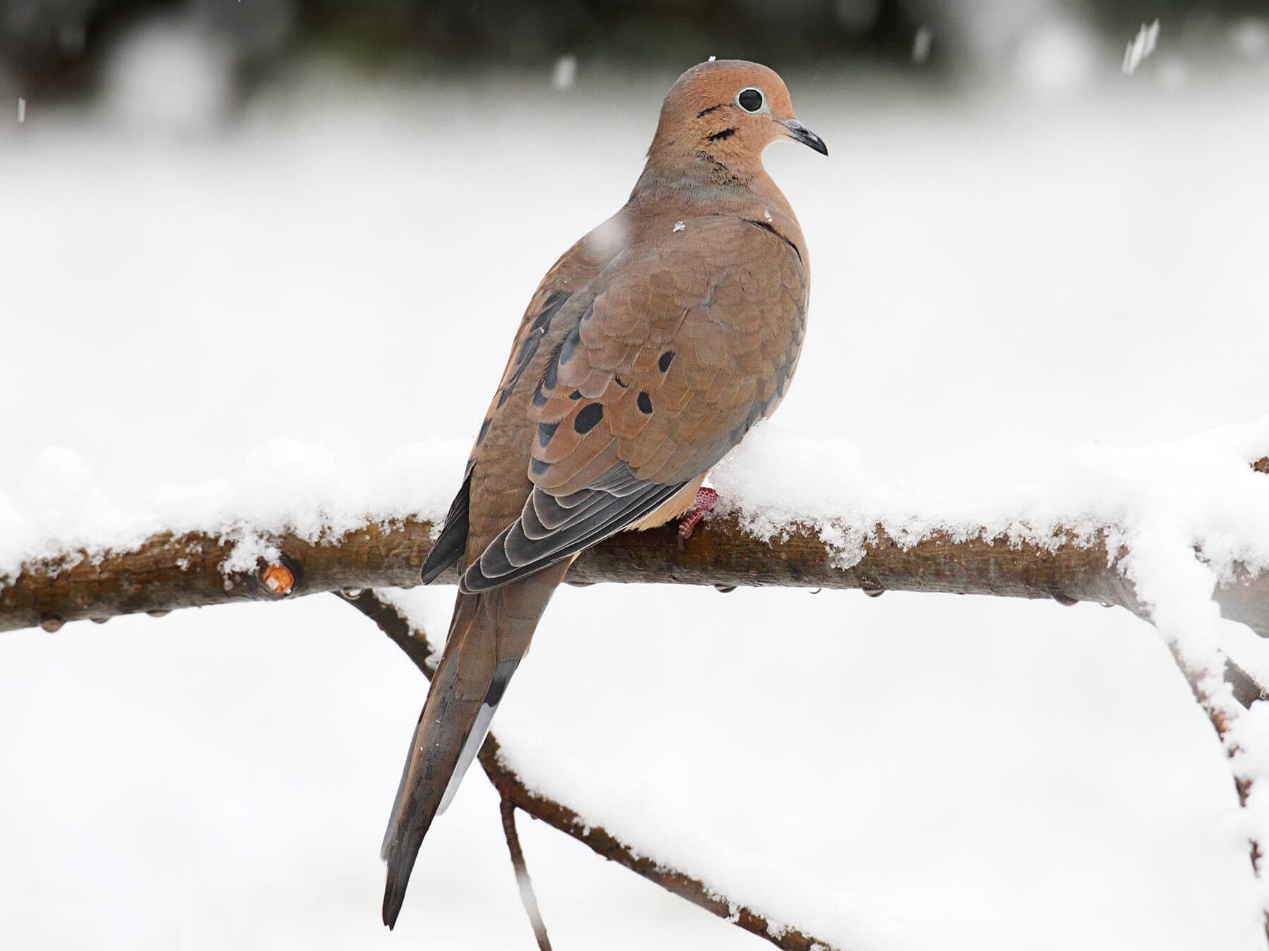 Mourning dove in winter