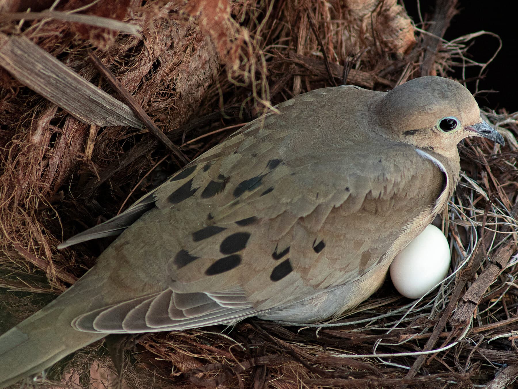A Mourning Dove sitting on its nest, one white egg showing