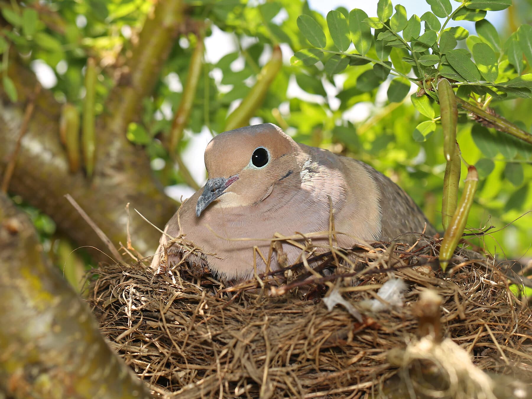 Mourning dove nest
