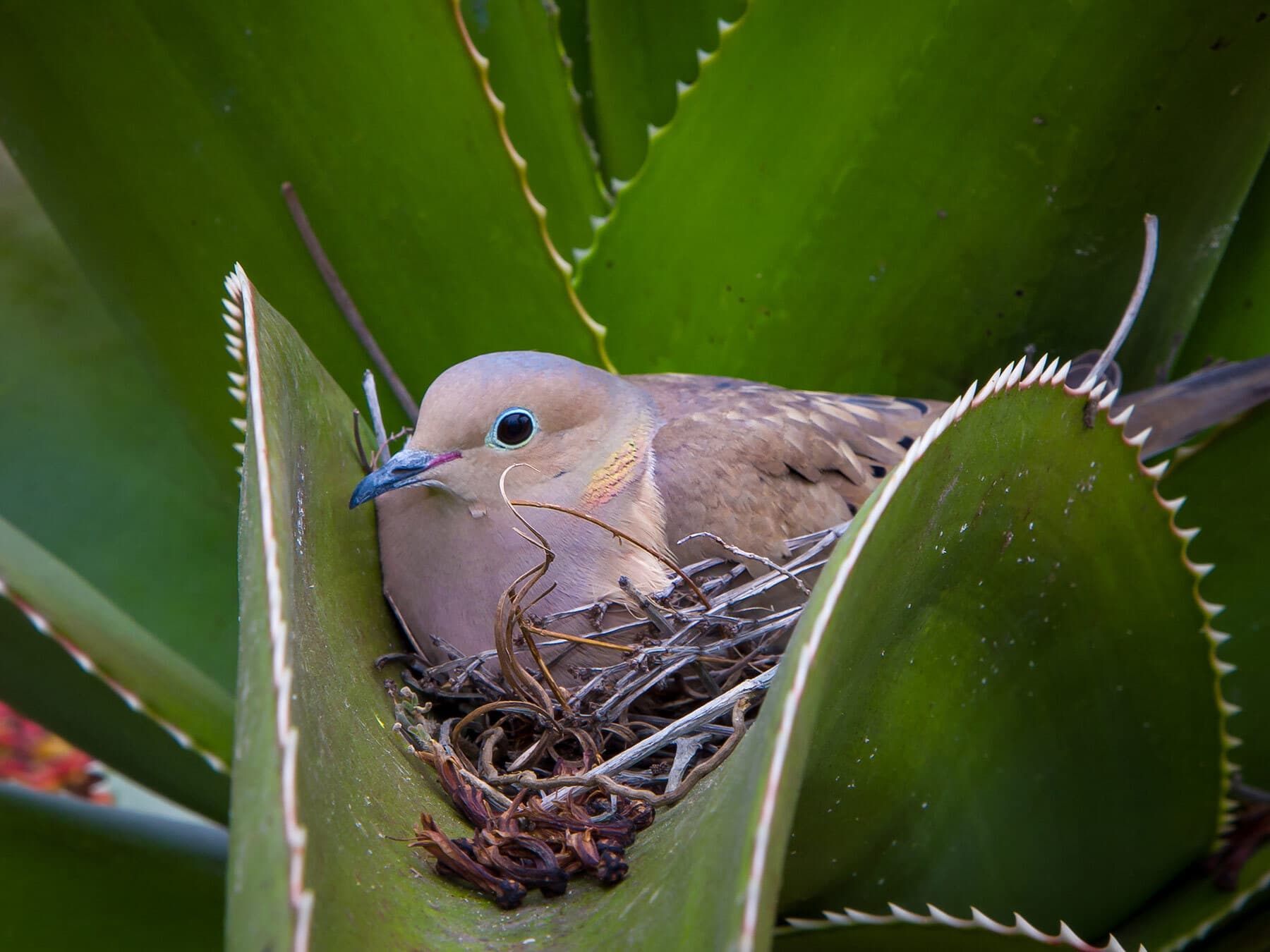 Mourning dove nesting in cactus