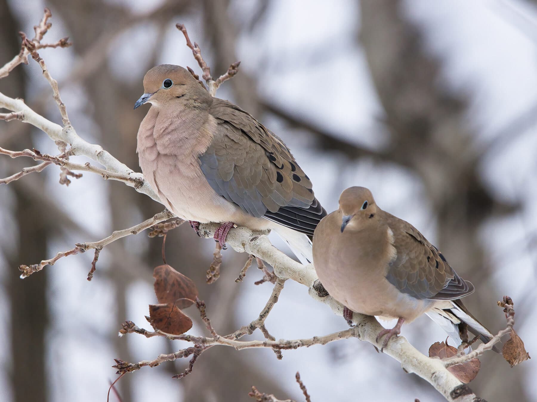 Mourning dove pair