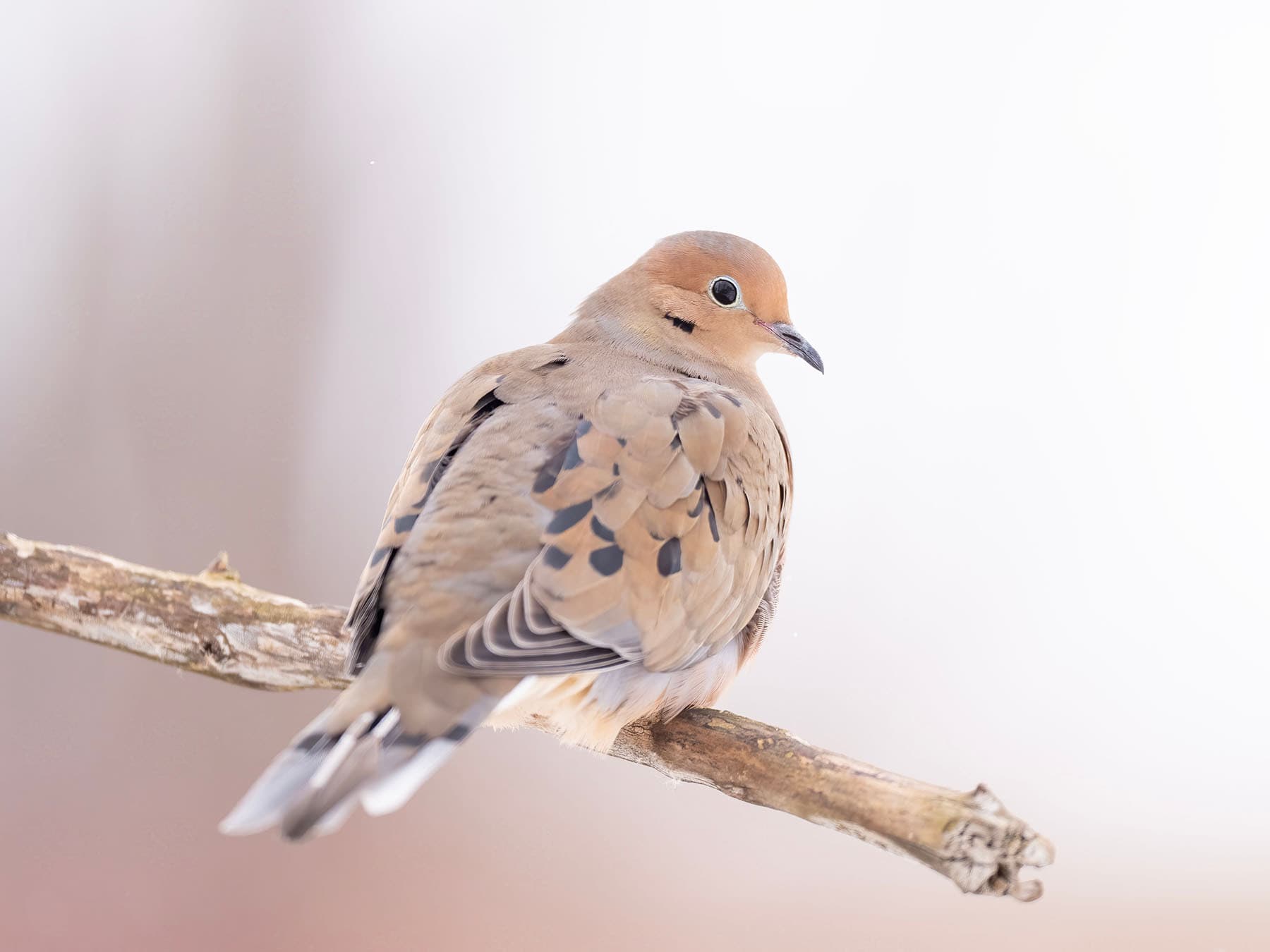 Mourning dove perched