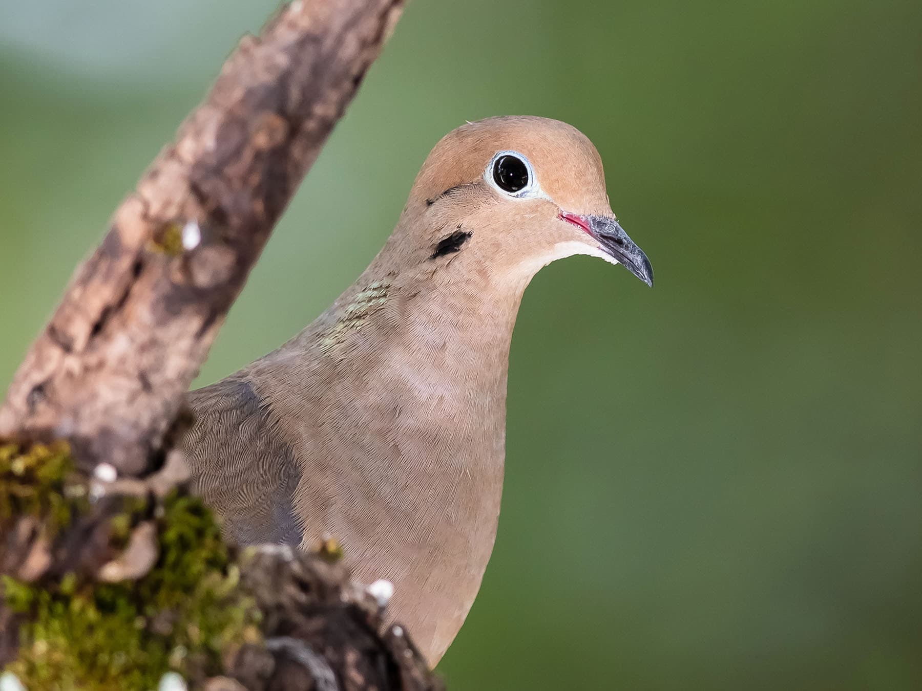 Mourning dove profile