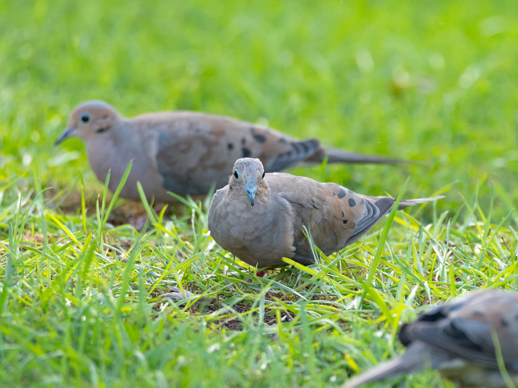 Mourning doves ground foraging
