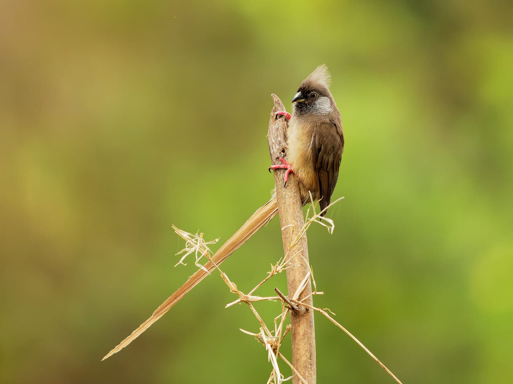Mousebird torpor