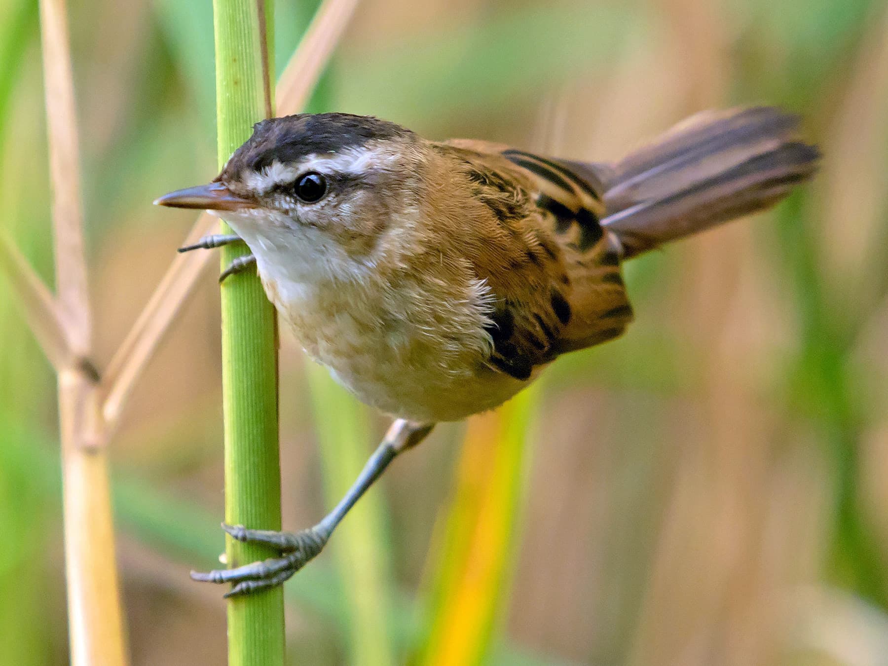Moustached Warbler