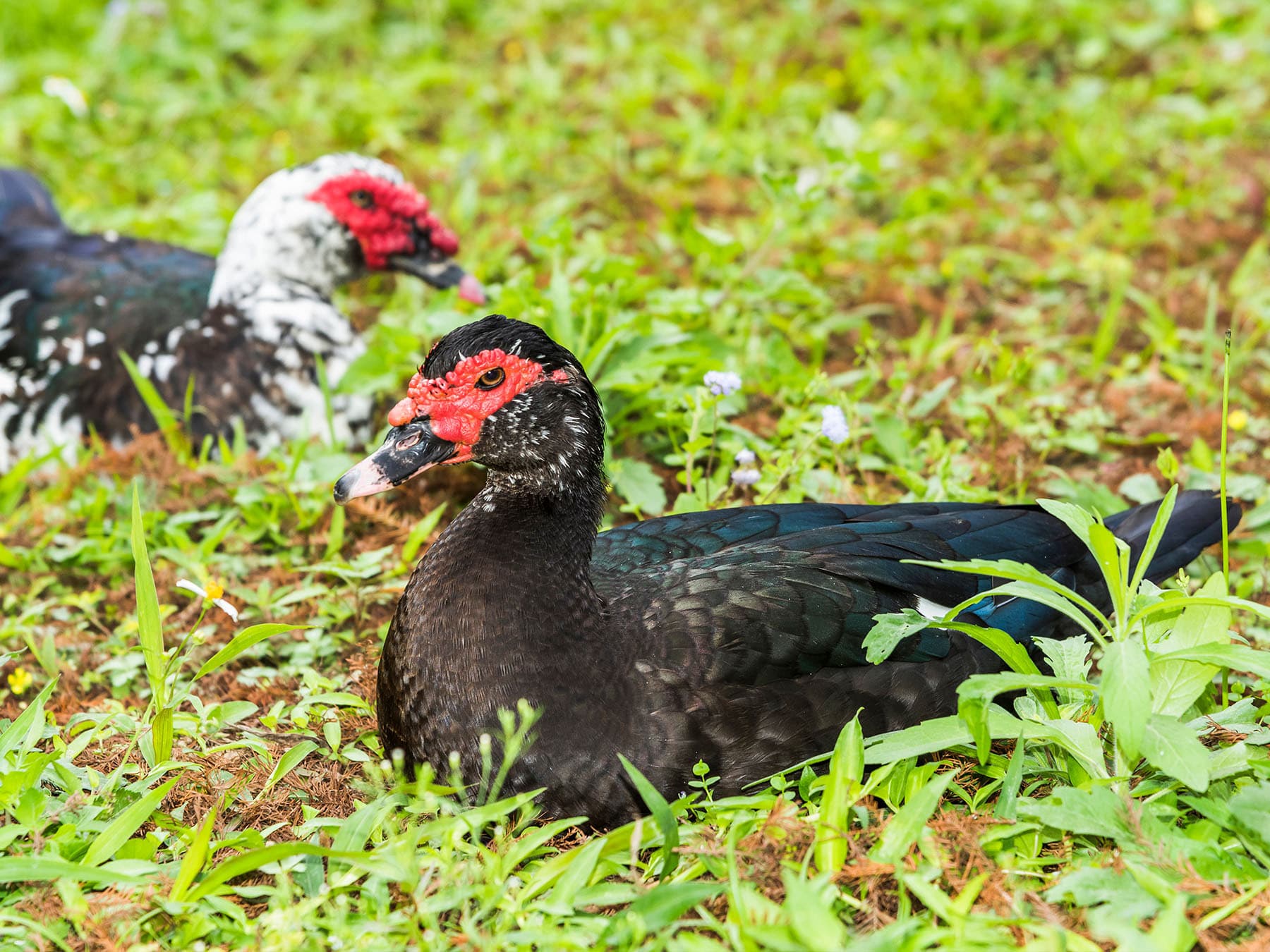 Muscovy duck pair
